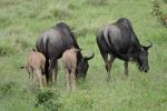 Gnus