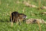 Nutria beim Frühstück