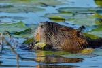 Nutria