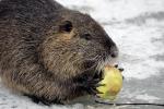 Nutria