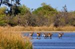 Lechwe