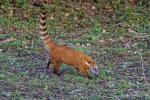 Nasenbär im Pantanal