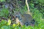 Jaguar im Pantanal