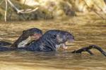 Riesenotter Pantanal