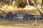 Riesenotter Pantanal