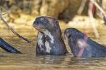 Riesenotter Pantanal