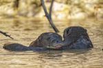 Riesenotter Pantanal