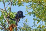 Brüllaffe im Pantanal