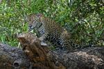 Jaguar im Pantanal