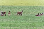 Rehe