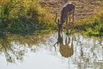 Impala