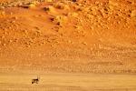 Oryx im Sossusvlei