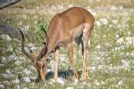 Schwarzstirn Impala