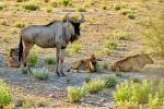 Gnus Etosha