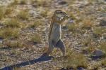 Namibia Erdhörnchen  Etosha