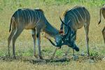 Kudus  Etosha