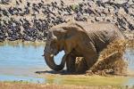 Elefant Etosha