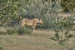 Löwin Etosha+