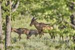 Rote Hartebeest Etosha