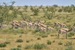 Springböcke Etosha