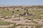 Zebra und co  Etosha