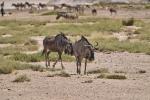 Gnus Etosha