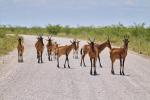 Rote Hartebeest Etosha