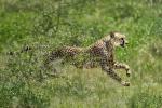 Gepard Etosha