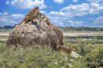 Geparden Etosha