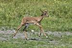 Impala Etosha