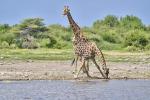 Giraffen Etosha