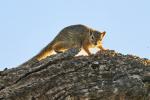 Baumhörnchen Namibia