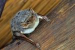 Fledermaus Namibia