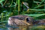 Nutria