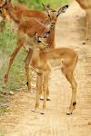 Impalas