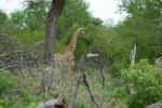 Makutsi - Giraffe 2