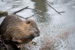 Nutria2