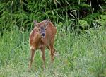 Rehe auf der Abraumhalde