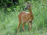 Rehe auf der Abraumhalde