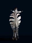 Zebra neu