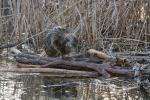 Nutria