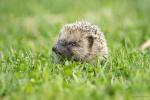 Igel