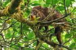 Nasenbären in Monteverde