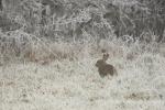 Osterhase ausser Dienst