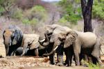 Ruaha NP