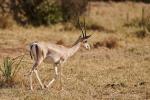 Grantgazelle