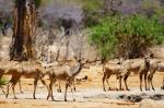 Ruaha NP