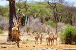 Ruaha NP