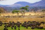 Ruaha NP