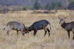 Ruaha NP